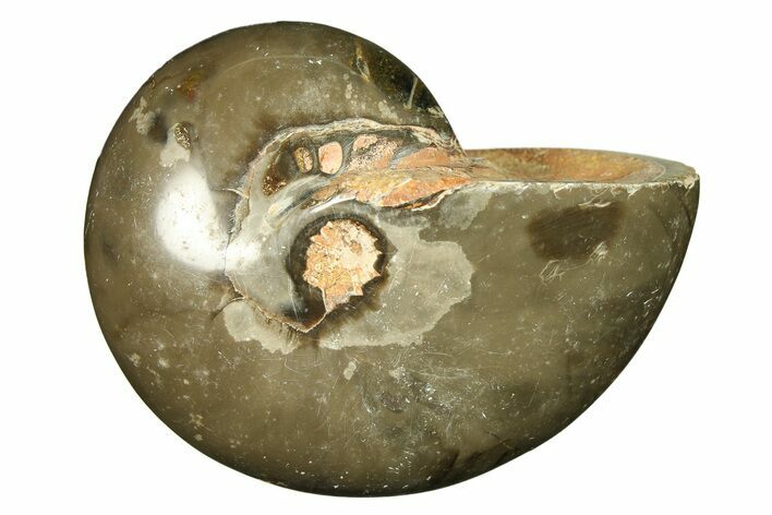 Polished Fossil Nautilus (Cymatoceras) - Unusual Dark Color! #297165